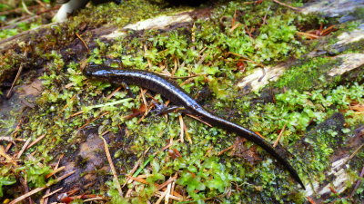 Dunn's Salamander
