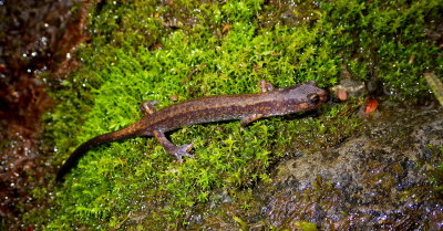 Dunn's Salamander