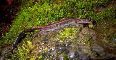 Dunn's Salamander