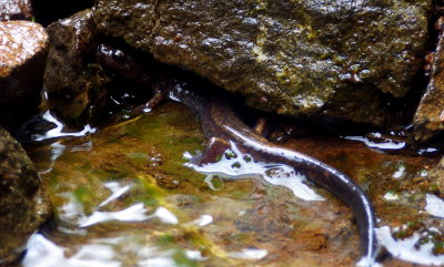 Dunn's Salamander