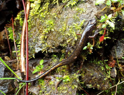 Dunn's Salamander