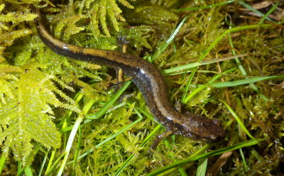 Dunn's Salamander