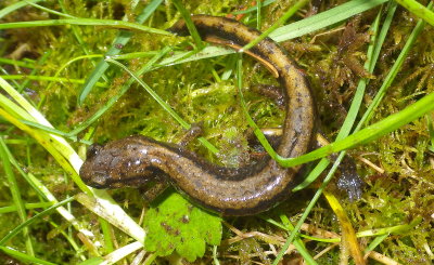 Dunn's Salamander