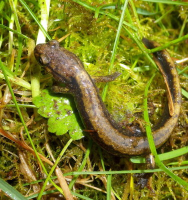 Dunn's Salamander