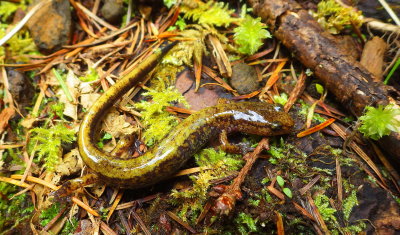 Dunn's Salamander