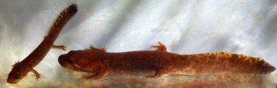 Coastal Giant Salamander