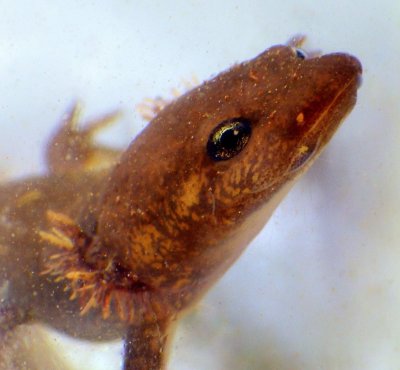 Coastal Giant Salamander
