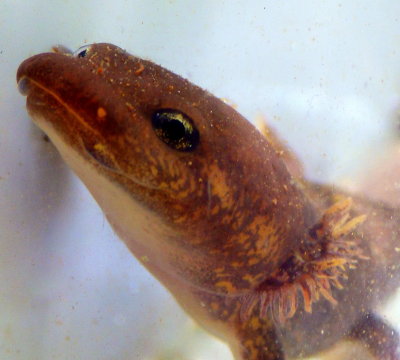 Coastal Giant Salamander