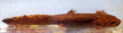 Coastal Giant Salamander