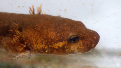 Coastal Giant Salamander
