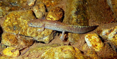 Coastal Giant Salamander