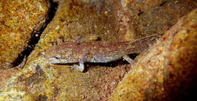 Coastal Giant Salamander
