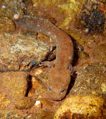 Coastal and Cope's Giant Salamander