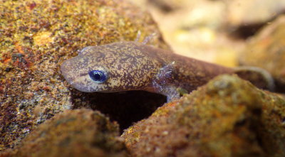 Coastal Giant Salamander