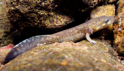 Coastal Giant Salamander