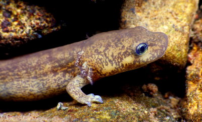 Coastal Giant Salamander