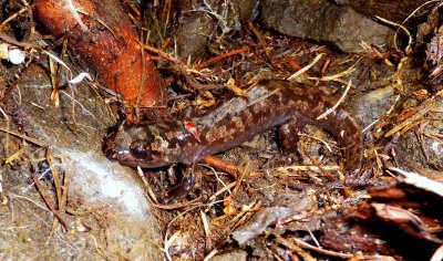 Coastal Giant Salamander