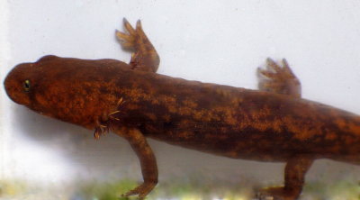 Cope's Giant Salamander