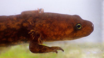 Cope's Giant Salamander