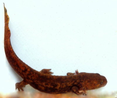 Cope's Giant Salamander