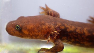 Cope's Giant Salamander