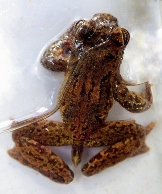 Coastal Tailed Frog