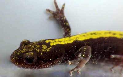 Long-toed Salamander