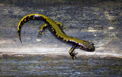 Long-toed Salamander