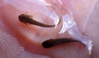 Long-toed Salamander
