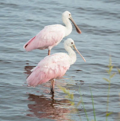 Florida Birds