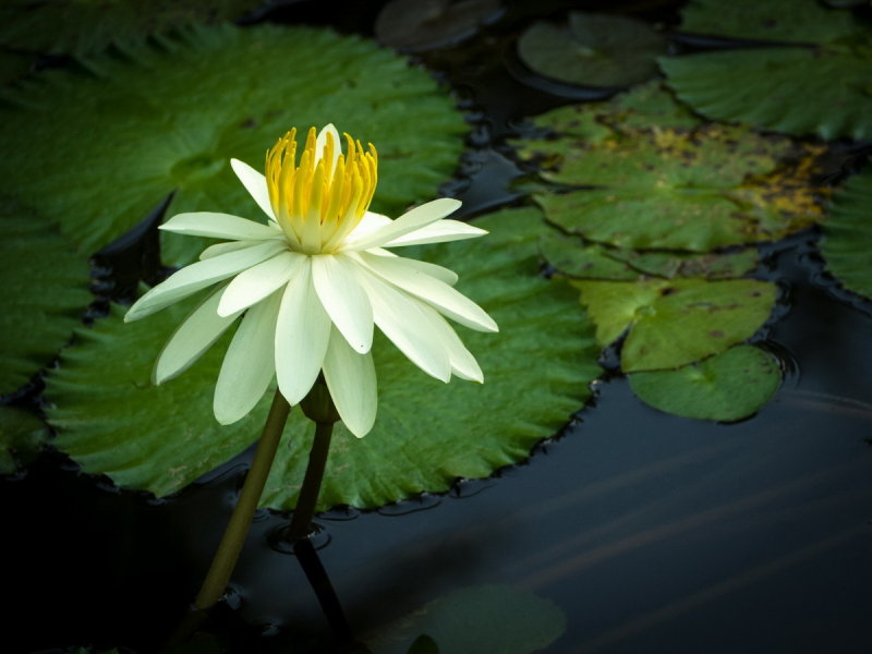 Mckee Botanical Gardens 2017