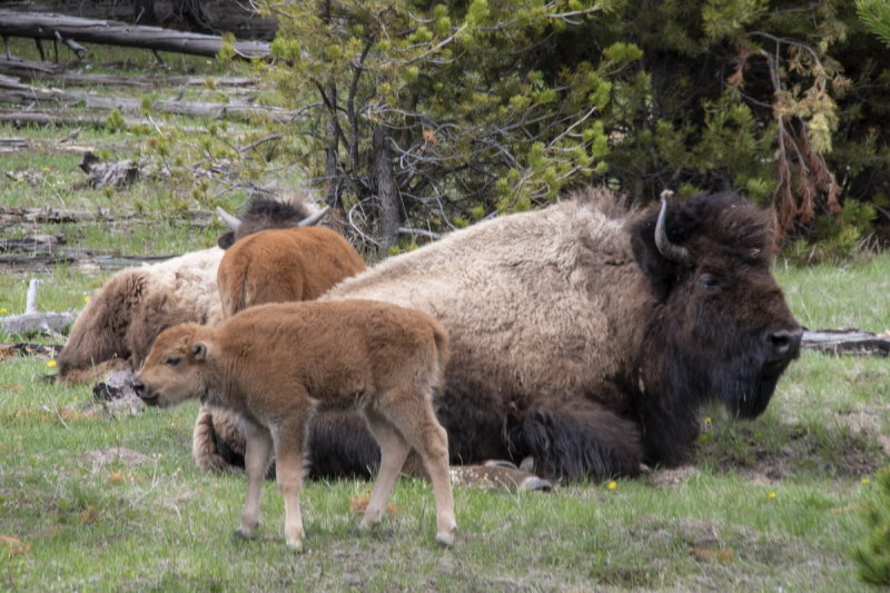 Yellowstone Wyoming 2018