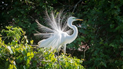 Rookery 2017-41.jpg