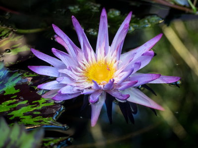 Mckee Gardens-3.jpg