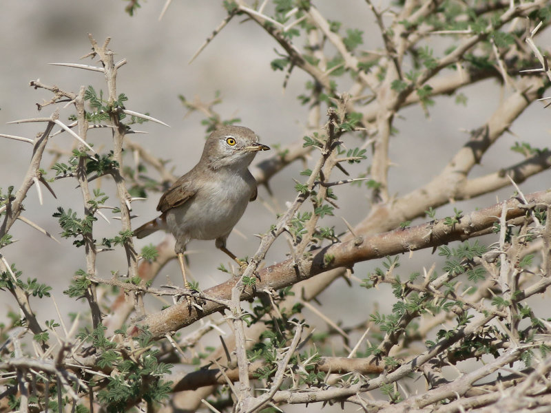 Asian Desert Warbler (Sylvia nana)