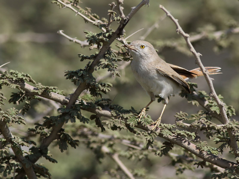 Asian Desert Warbler (Sylvia nana) 