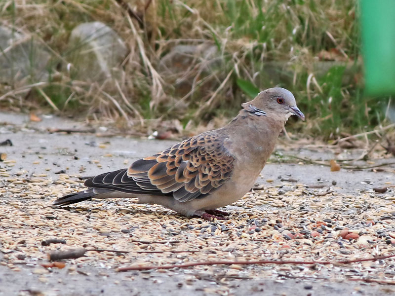 Oriental Turtle Dove (Streptopelia orientalis)  
