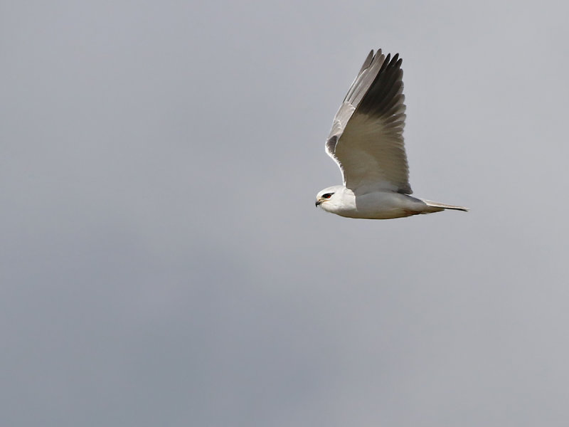 Black-winged Kite (Elanus caeruleus)