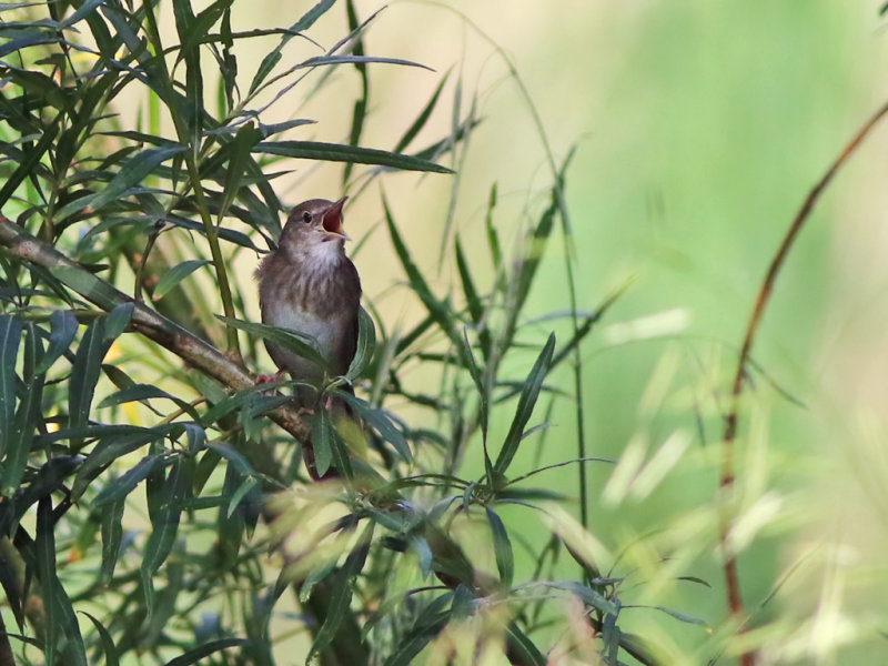 River Warbler (Locustella fluviatilis)