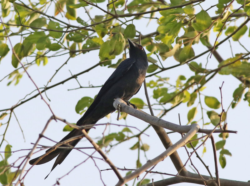 Ashy Drongo (Dicrurus leucophaeus)