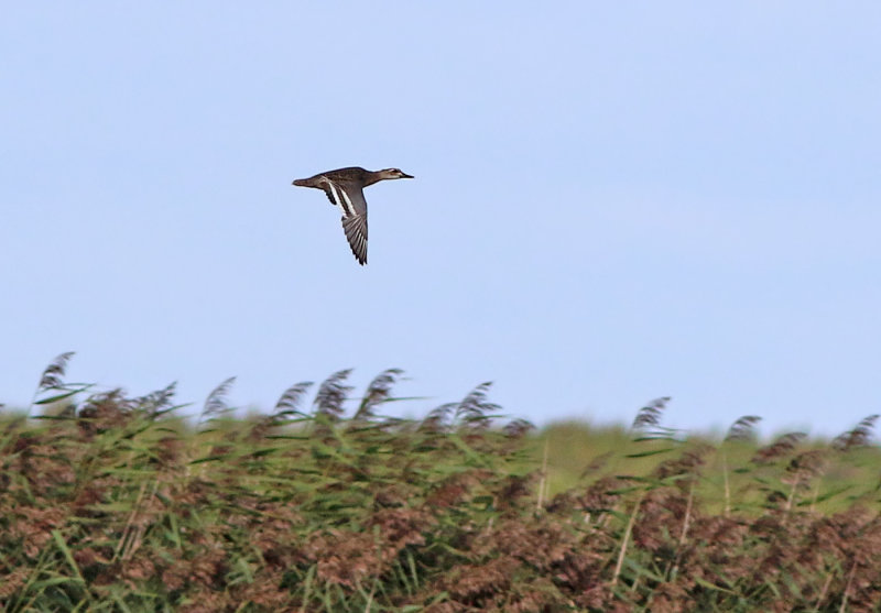 Garganey (Anas querquedula)