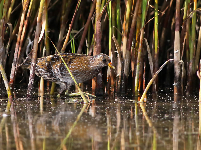 Spotted Crake (Porzana porzana) 