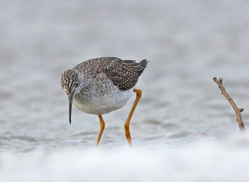 Greater Yellowlegs (Tringa melanoleuca) 