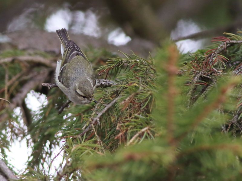 Humes Leaf Warbler (Phylloscopus humei)