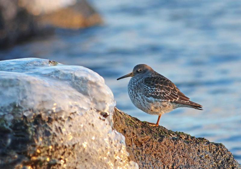 Purple Sandpiper (Calidris maritima) 