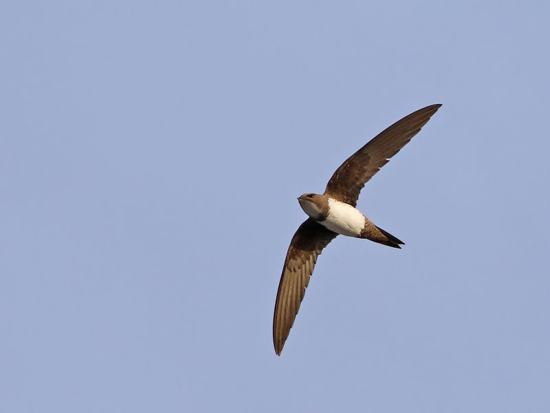 Alpine Swift (Apus melba)