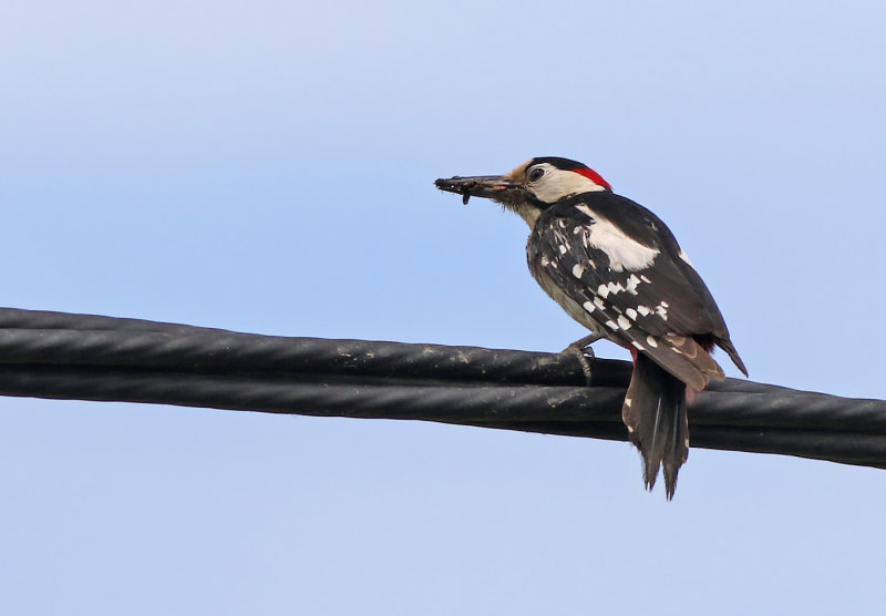 Syrian Woodpecker (Dendrocopos syriacus)