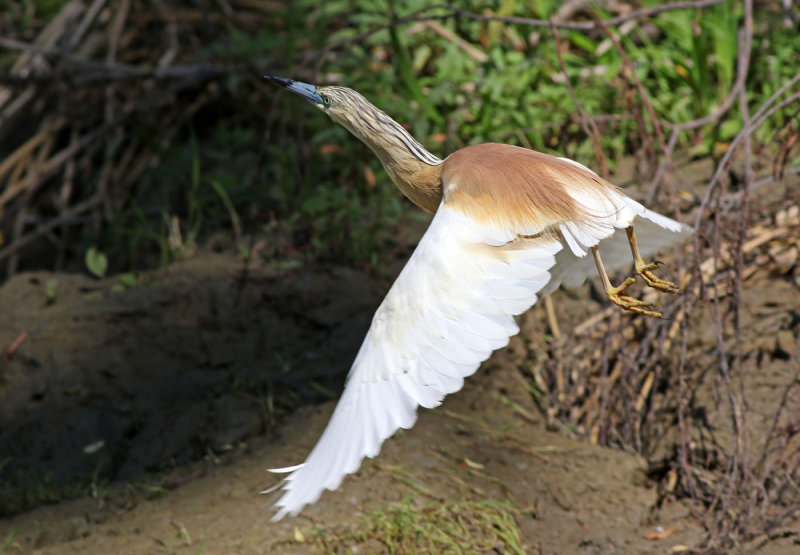 Squacco Heron (Ardeola ralloides)