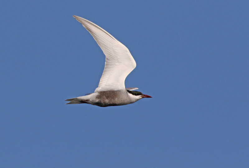 Whiskered Tern (Chlidonias hybrida)