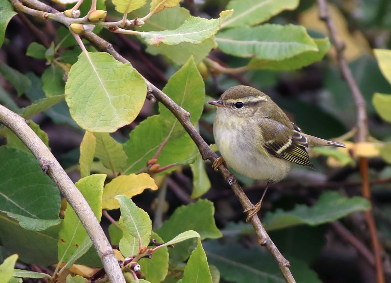 Yellow-browed Warbler (Phylloscopus inornatus) 